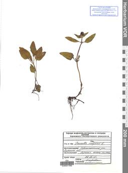 VOR 0017889