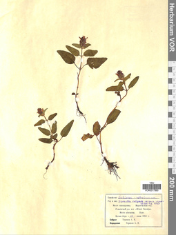 VOR 0017890