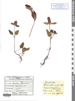 VOR 0017891