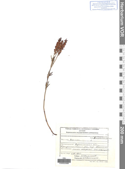 VOR 0020996