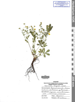 VOR 0041904