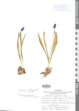 VOR 0022448