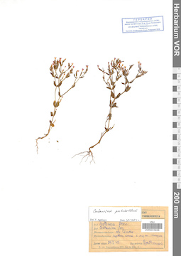 VOR 0015249