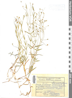 VOR 0006444