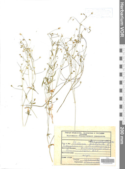 VOR 0006449
