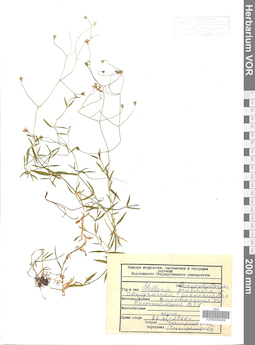 VOR 0006459