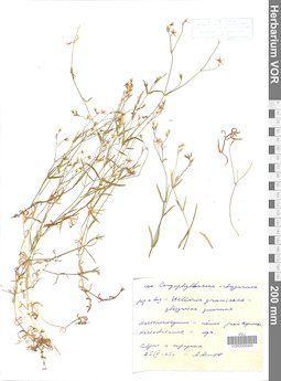 VOR 0006460