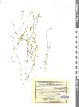 VOR 0006461
