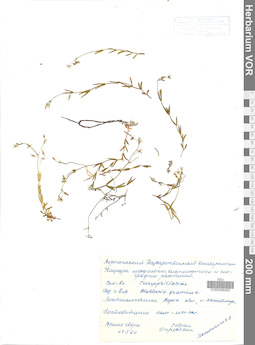 VOR 0006463
