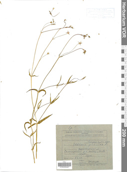 VOR 0006467