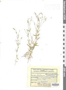 VOR 0006470