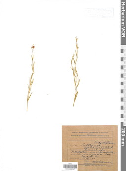 VOR 0006547