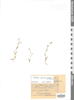 VOR 0006565