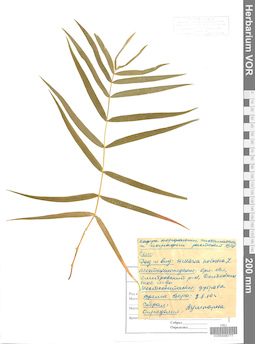 VOR 0006777
