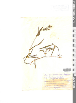VOR 0006781