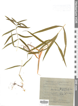 VOR 0006783