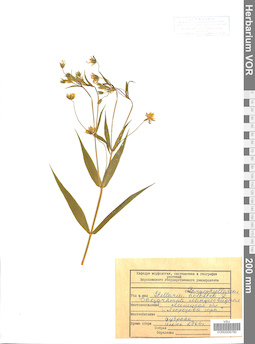 VOR 0006790