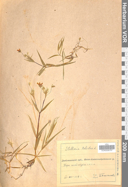 VOR 0006797
