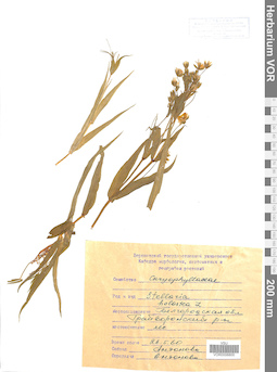 VOR 0006800
