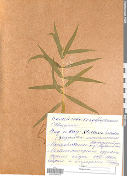 VOR 0006815