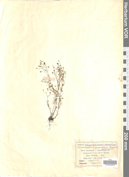 VOR 0006832