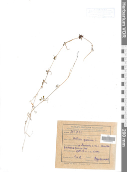 VOR 0006852