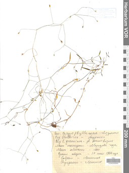 VOR 0006890