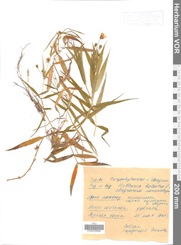 VOR 0006894