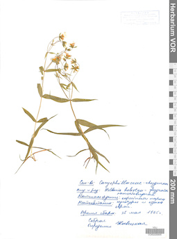 VOR 0006895