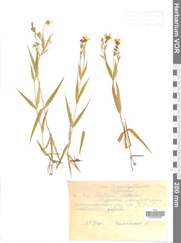 VOR 0006896