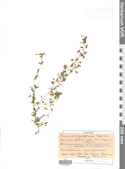 VOR 0006906