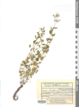 VOR 0006907