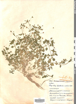 VOR 0006910
