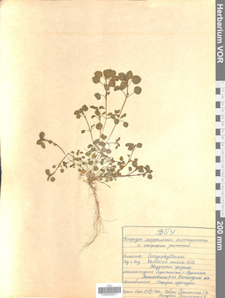 VOR 0006911