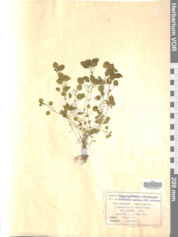 VOR 0006926