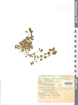 VOR 0006928