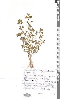 VOR 0006929