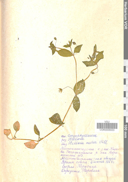 VOR 0006933