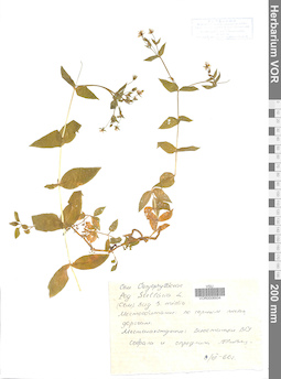 VOR 0006934