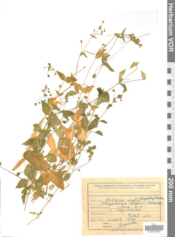 VOR 0006936