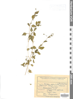 VOR 0006937