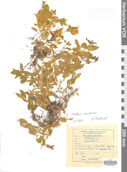 VOR 0006944