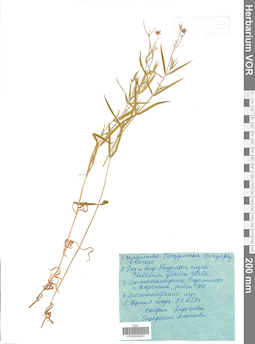 VOR 0006951