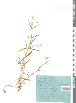 VOR 0006952