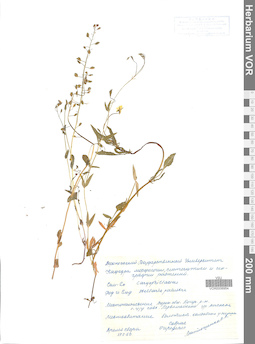 VOR 0006954