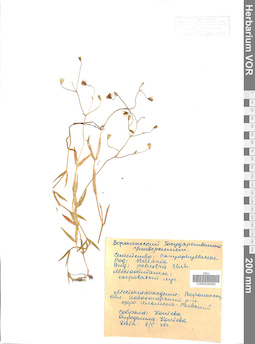 VOR 0006955
