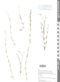 VOR 0039786