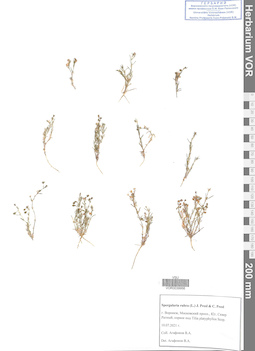 VOR 0039956