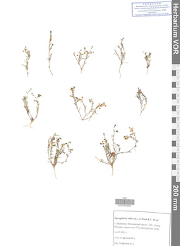 VOR 0039957