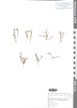 VOR 0040353